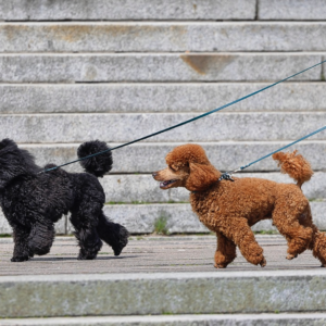 Paseo y deporte